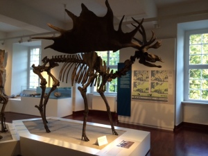 extinct deer